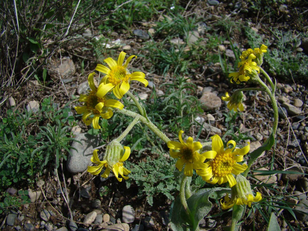 Изображение особи Ligularia philanthrax.