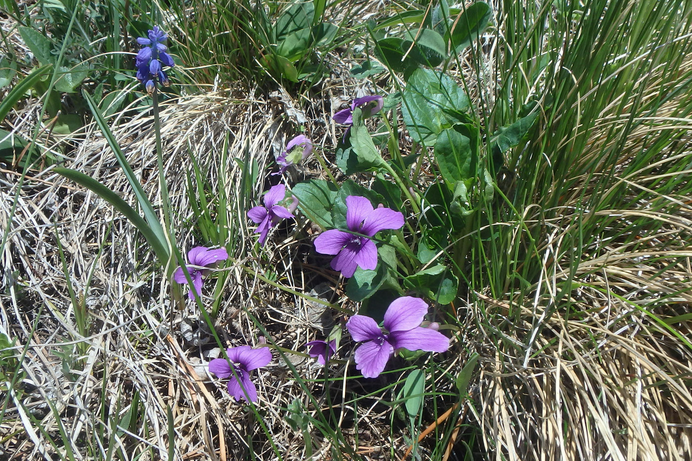 Image of Viola somchetica specimen.