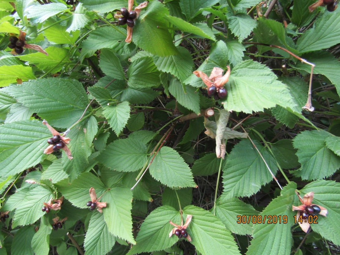 Image of Rhodotypos scandens specimen.