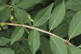Euonymus sacrosanctus