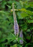 Veronicastrum sibiricum. Верхушка побега с соцветием. Приморье, Тернейский р-н, устье р. Джигитовка, заросли кустарников у реки. 04.08.2012.