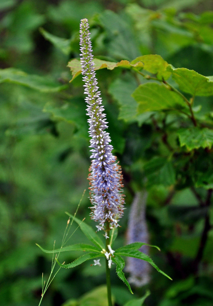 Image of Veronicastrum sibiricum specimen.