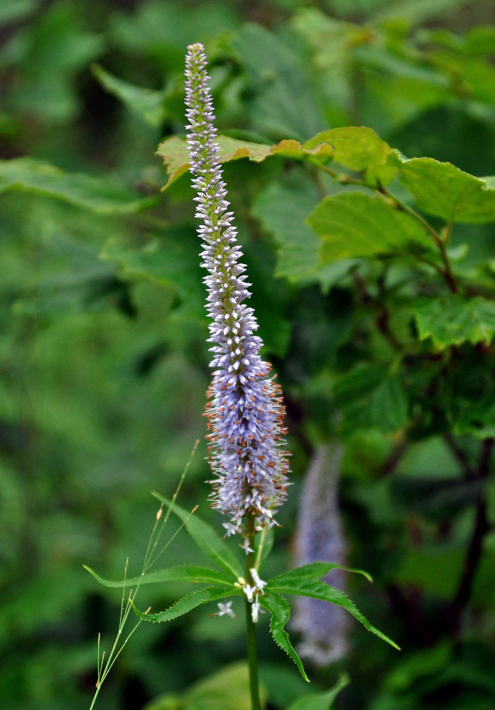 Изображение особи Veronicastrum sibiricum.