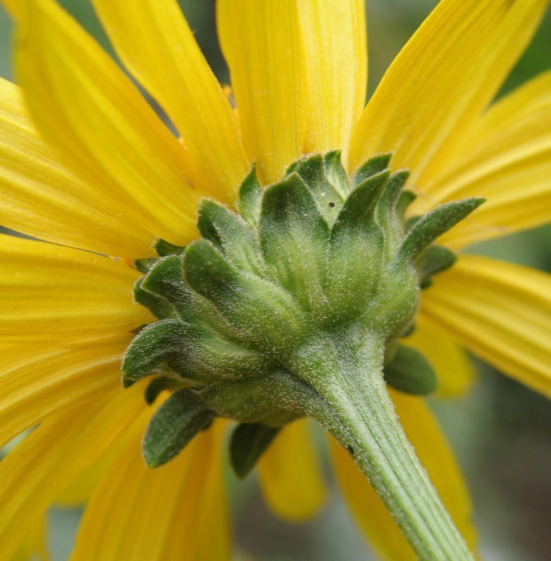 Изображение особи Heliopsis helianthoides ssp. scabra.