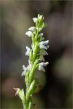 Goodyera repens. Соцветие. Псковская обл., Пустошкинский р-н, зеленомошный сосновый лес с чернично-брусничным подлеском. 29.07.2019.