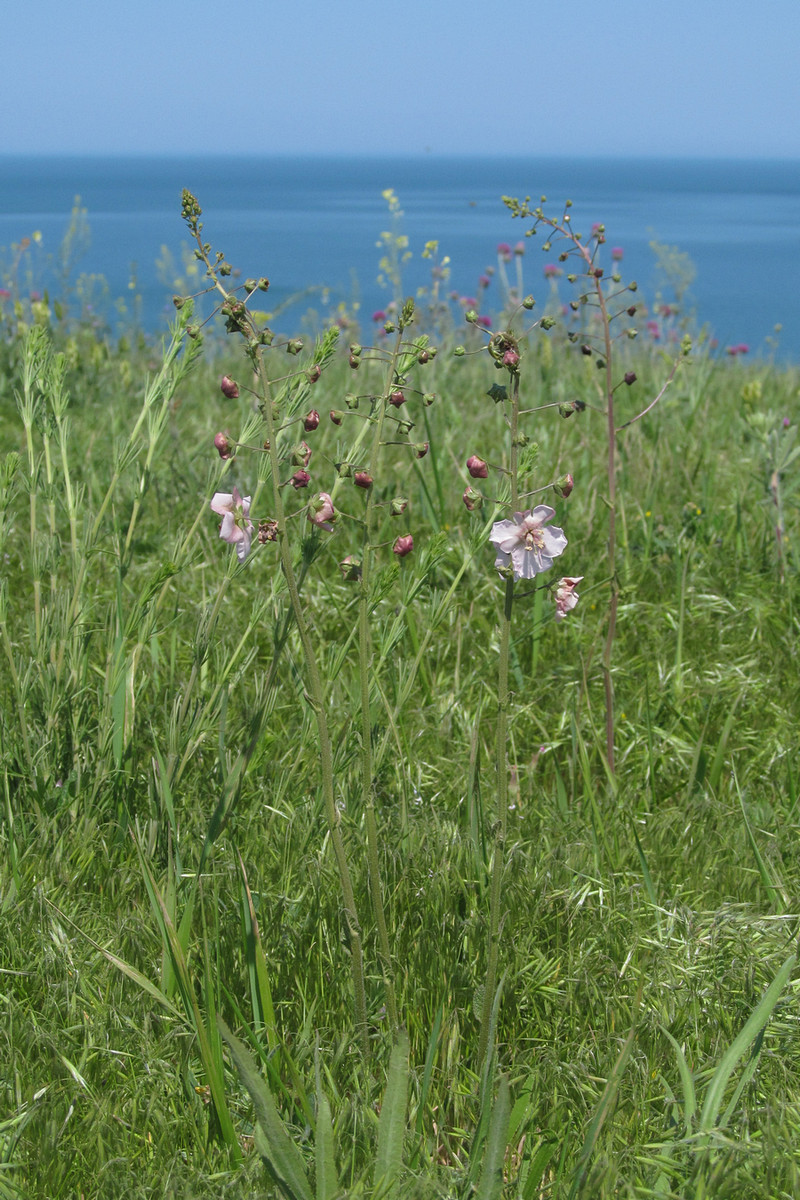 Изображение особи Verbascum phoeniceum.