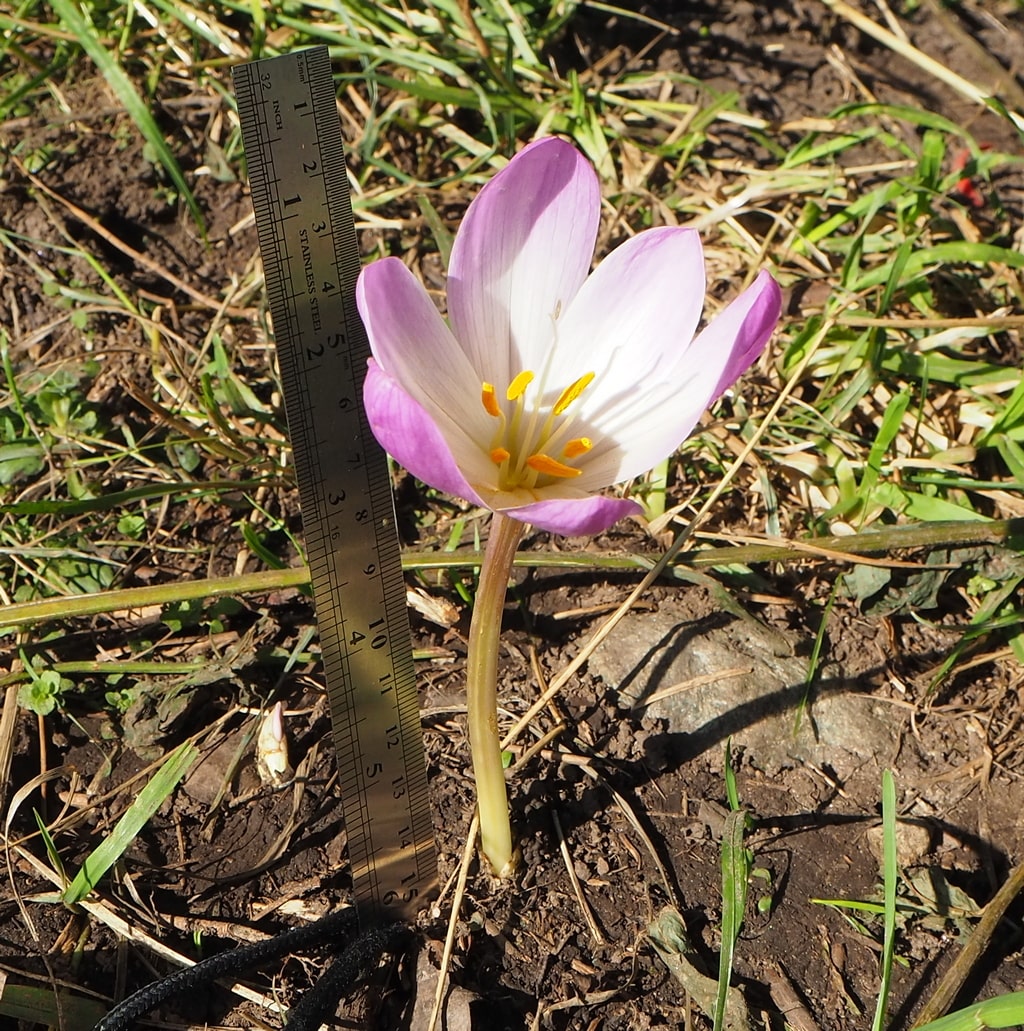 Изображение особи Colchicum speciosum.