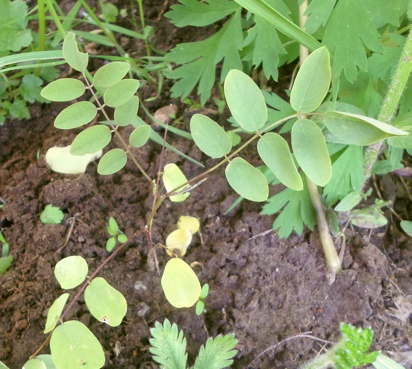 Изображение особи Robinia pseudoacacia.