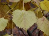 Tilia henryana