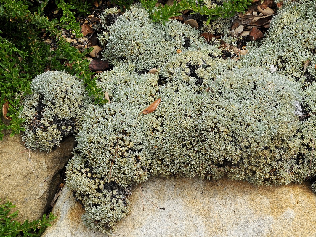 Изображение особи Eriogonum kennedyi.