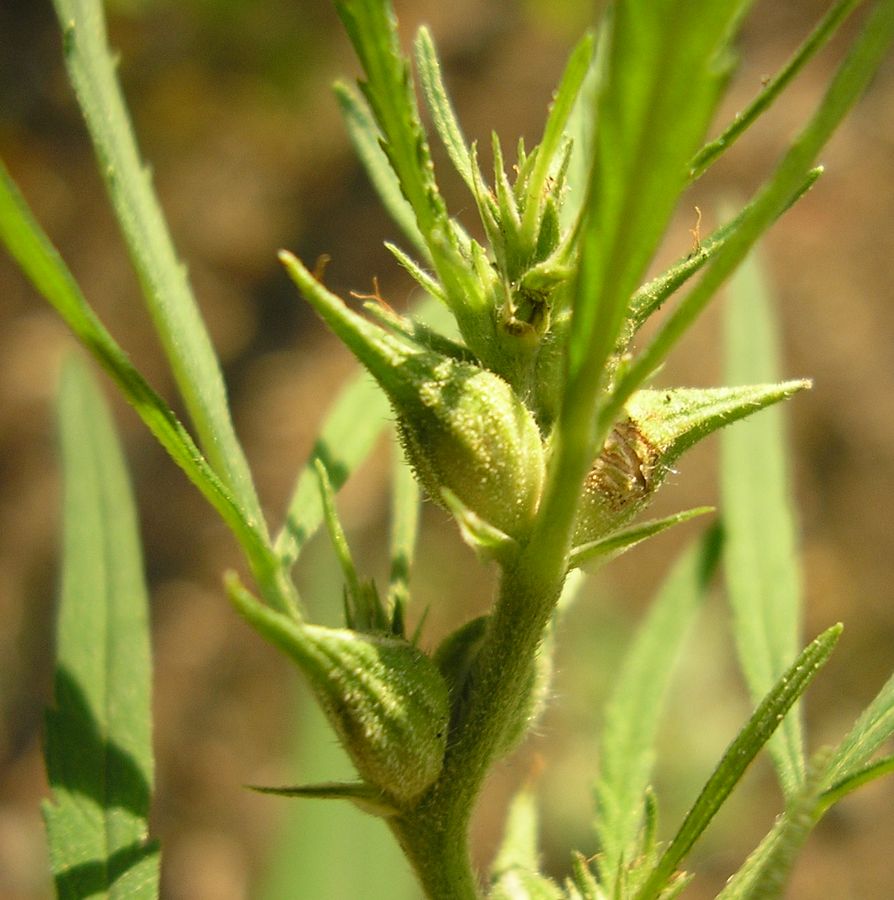 Изображение особи Cannabis sativa var. spontanea.