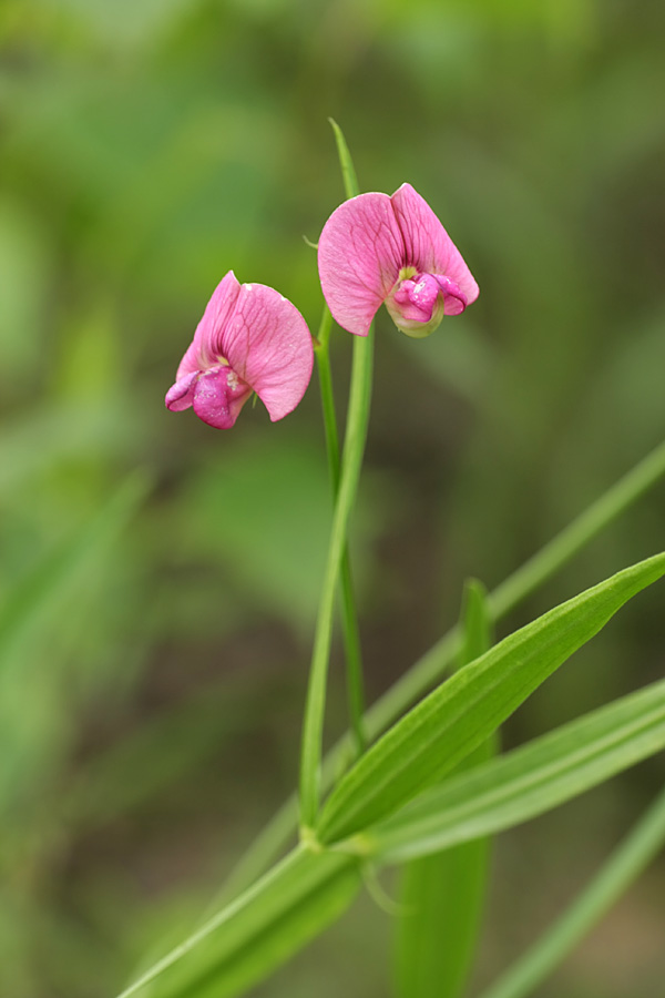 Изображение особи Lathyrus sylvestris.