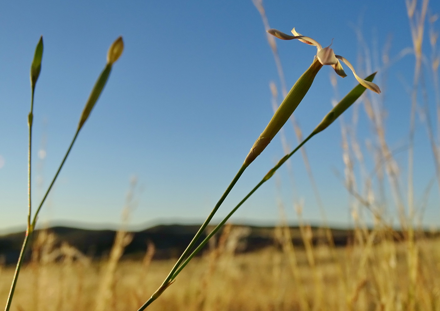 Image of Dianthus leptopetalus specimen.