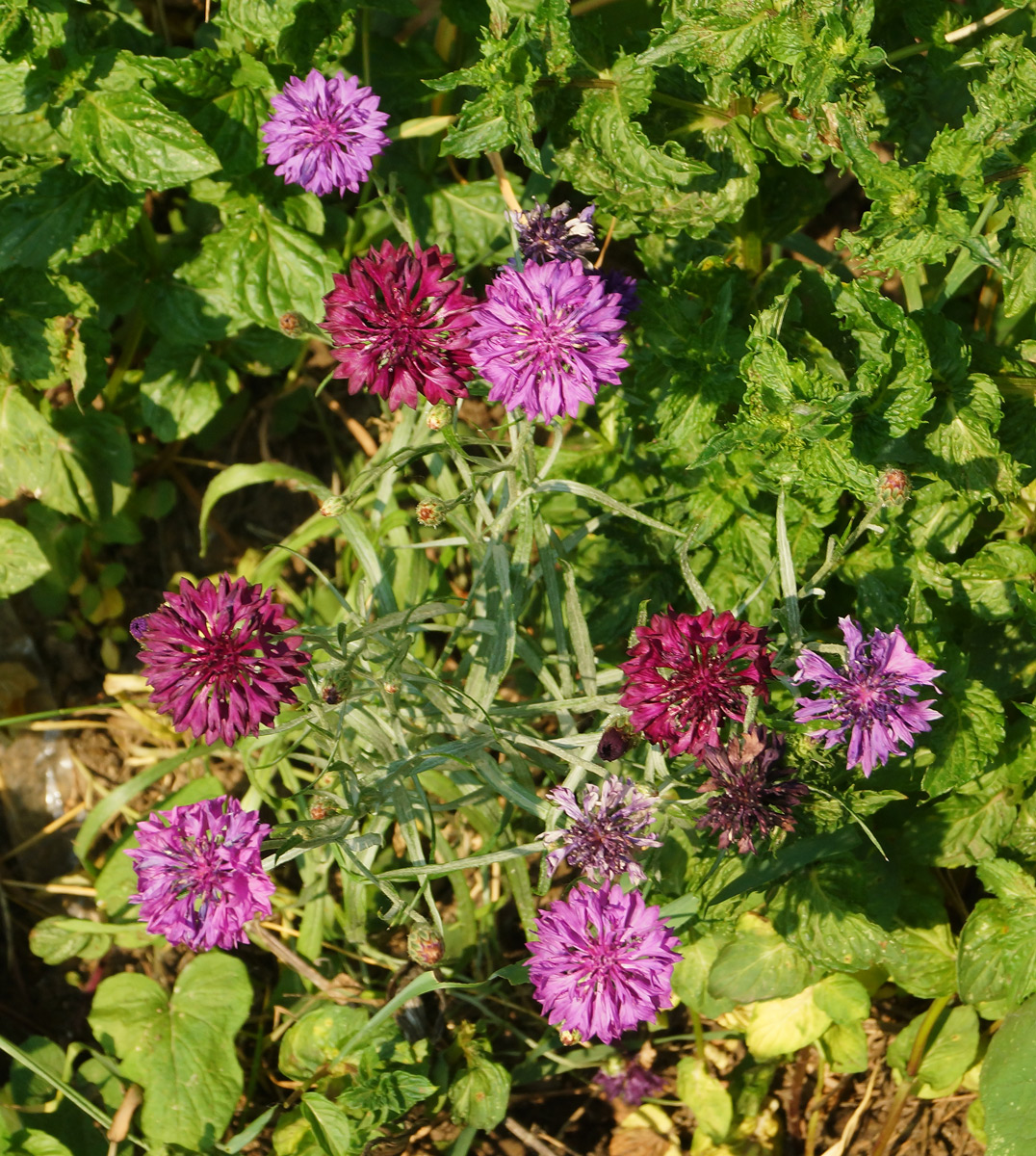 Изображение особи Centaurea cyanus.