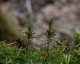 Polytrichum commune