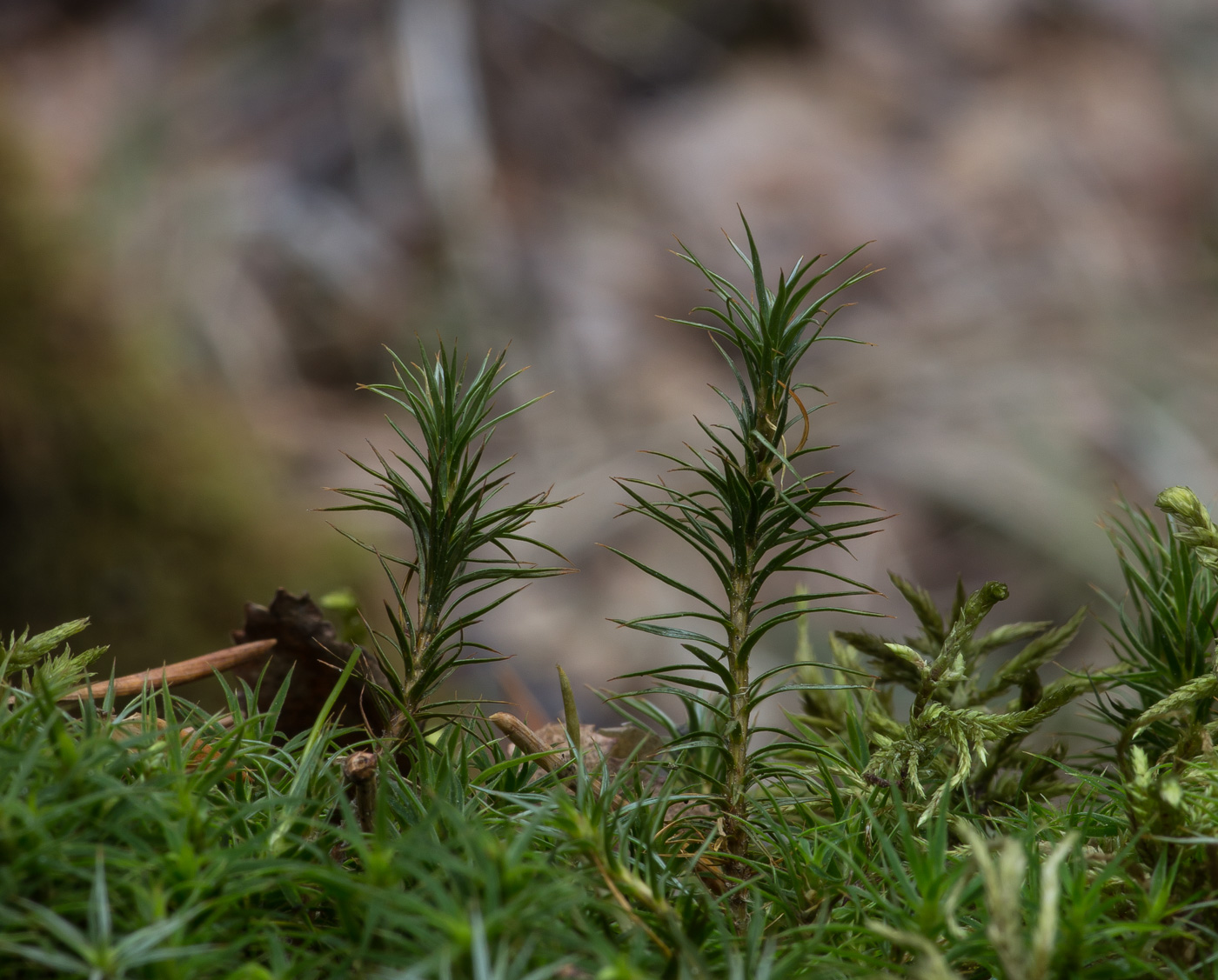 Изображение особи Polytrichum commune.