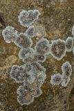 Lecanora muralis