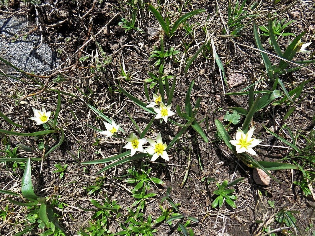 Image of Tulipa dasystemonoides specimen.