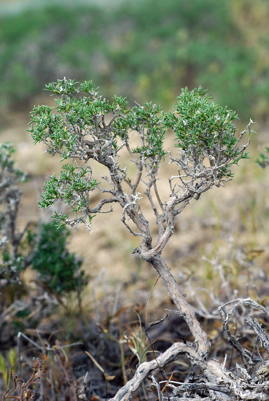 Изображение особи Arthrophytum lehmannianum.