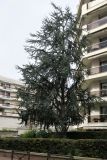 Cedrus atlantica