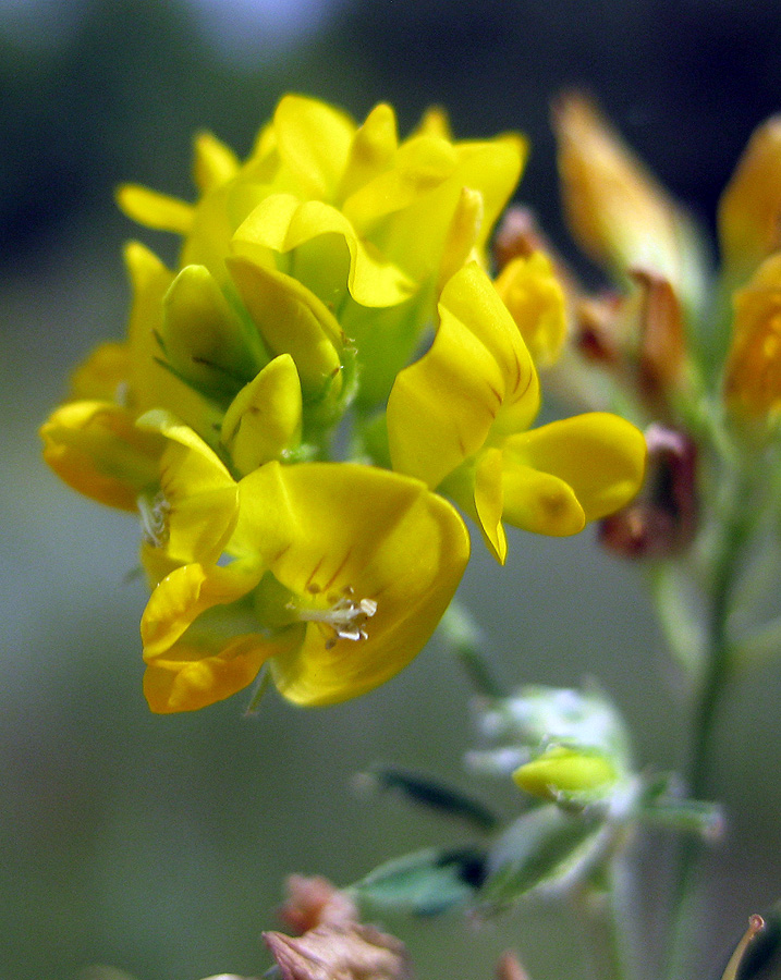 Изображение особи Medicago romanica.