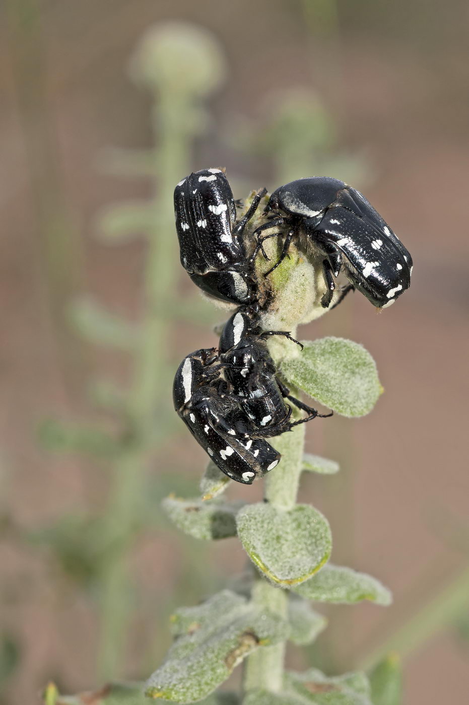 Image of genus Jurinea specimen.