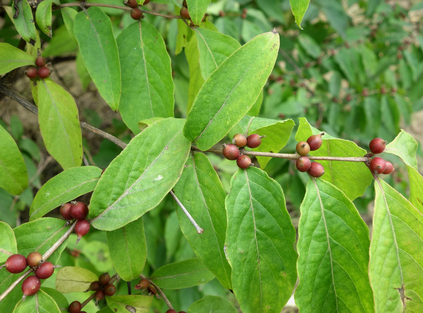 Image of Lonicera maackii specimen.