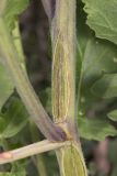 familia Brassicaceae. Часть стебля с основанием бокового побега и с растрескавшейся кожицей. Крым, Бахчисарайский р-н, окр. с. Дачное, фруктовый сад. 14.04.2020.