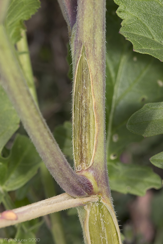 Image of familia Brassicaceae specimen.