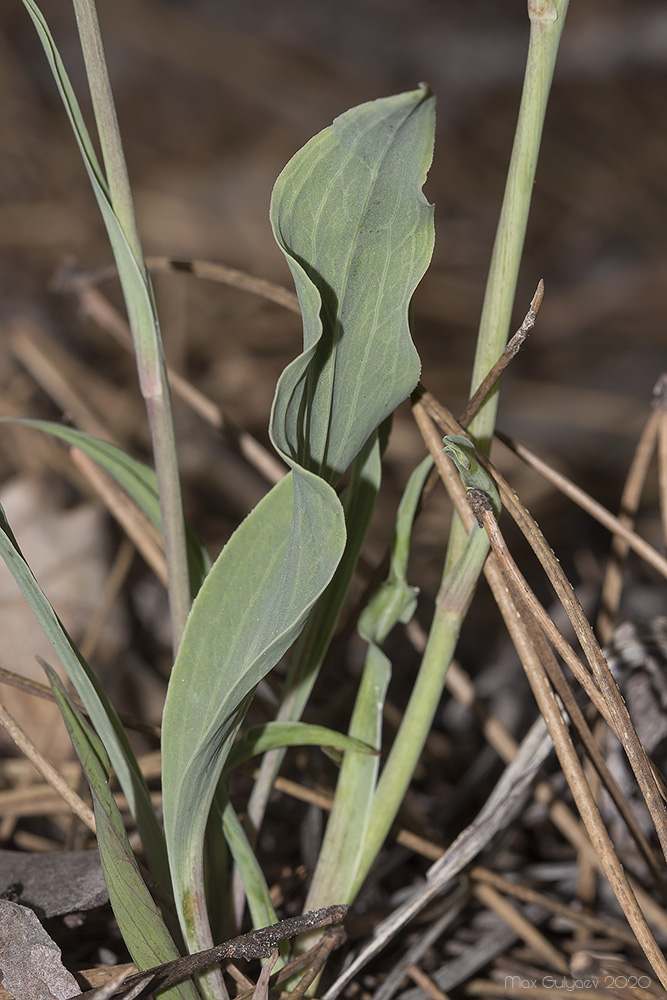 Image of Scorzonera crispa specimen.