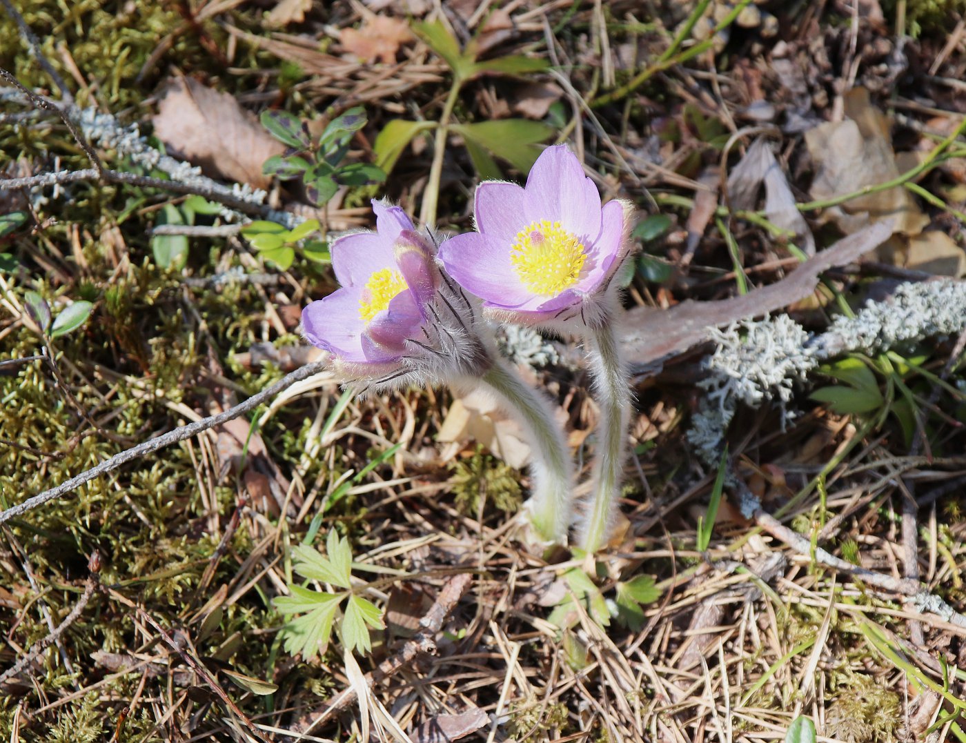 Image of Pulsatilla &times; intermedia specimen.