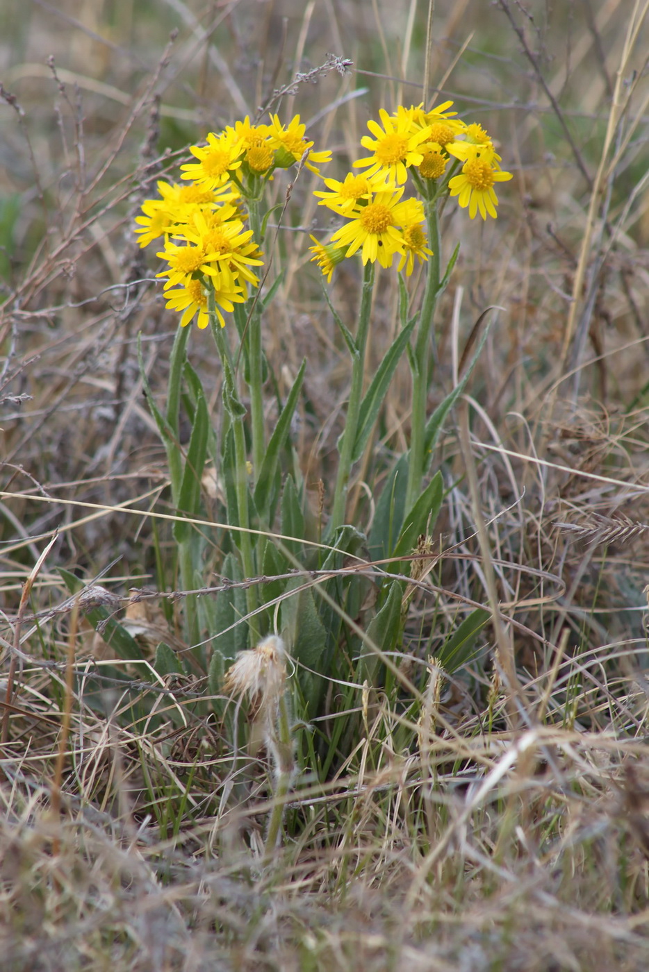 Image of Tephroseris integrifolia specimen.