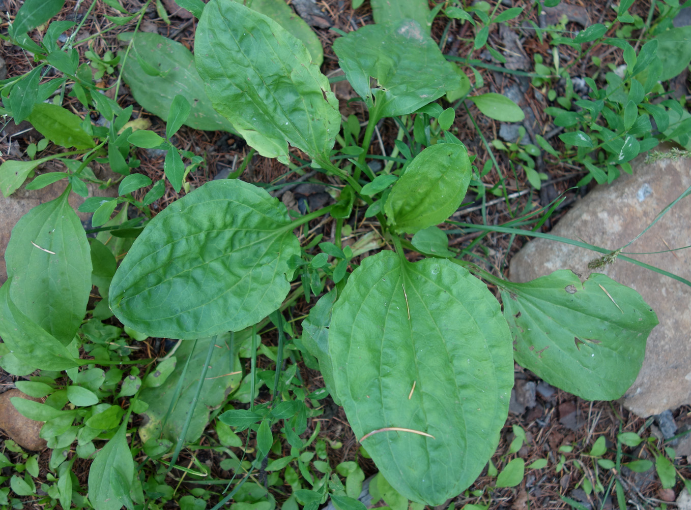 Изображение особи Plantago major.