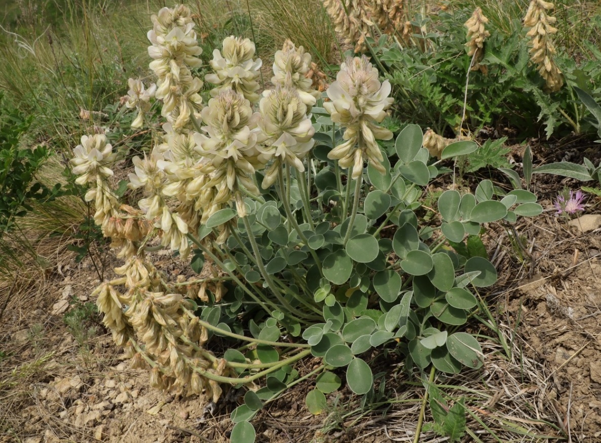 Image of Hedysarum grandiflorum specimen.