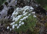 Dianthus acicularis