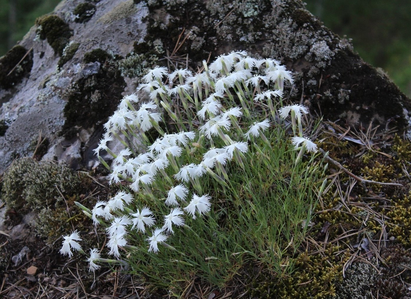 Изображение особи Dianthus acicularis.