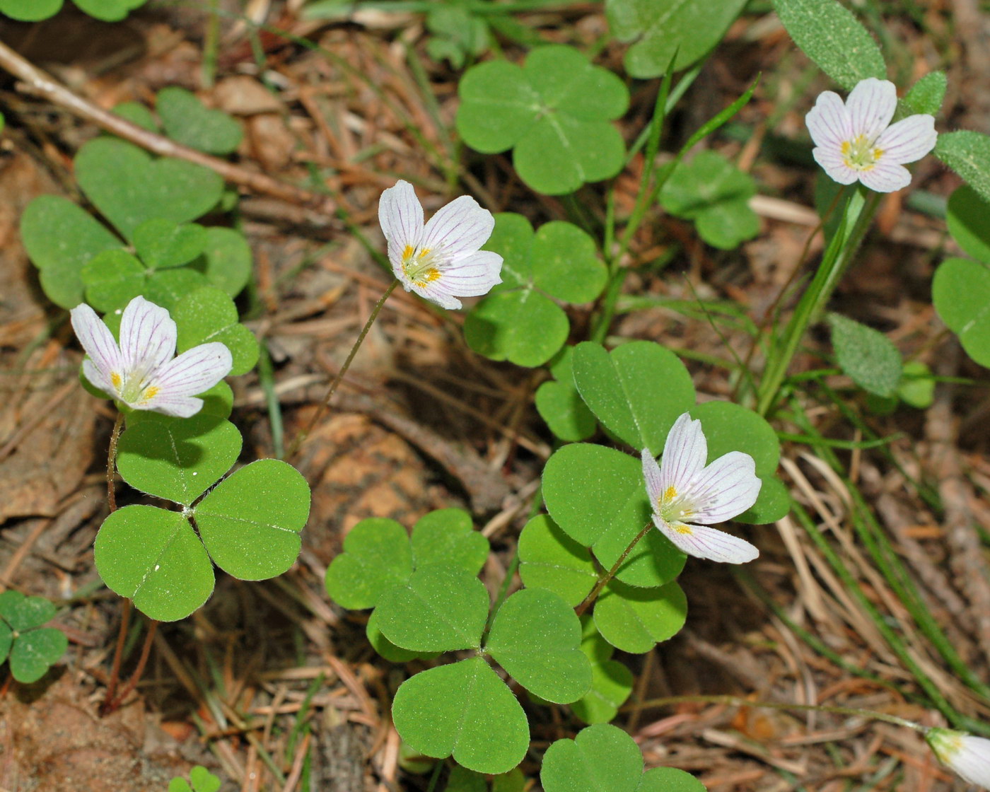 Изображение особи Oxalis acetosella.