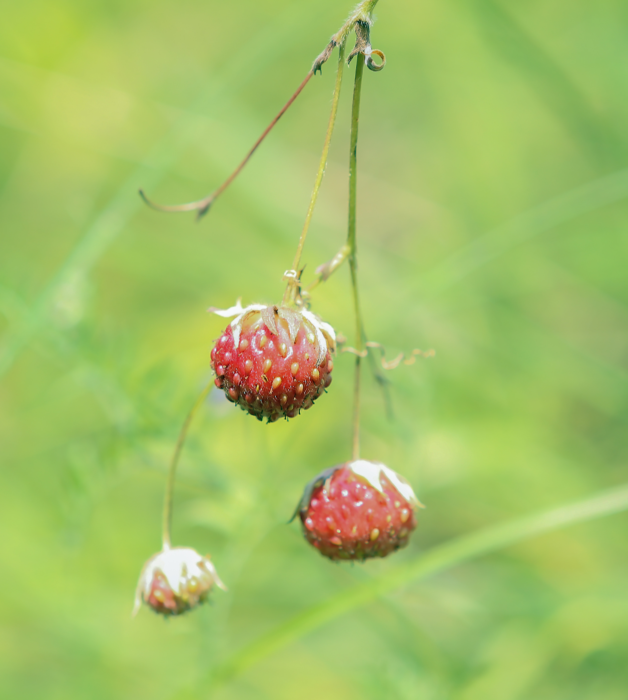 Image of Fragaria viridis specimen.