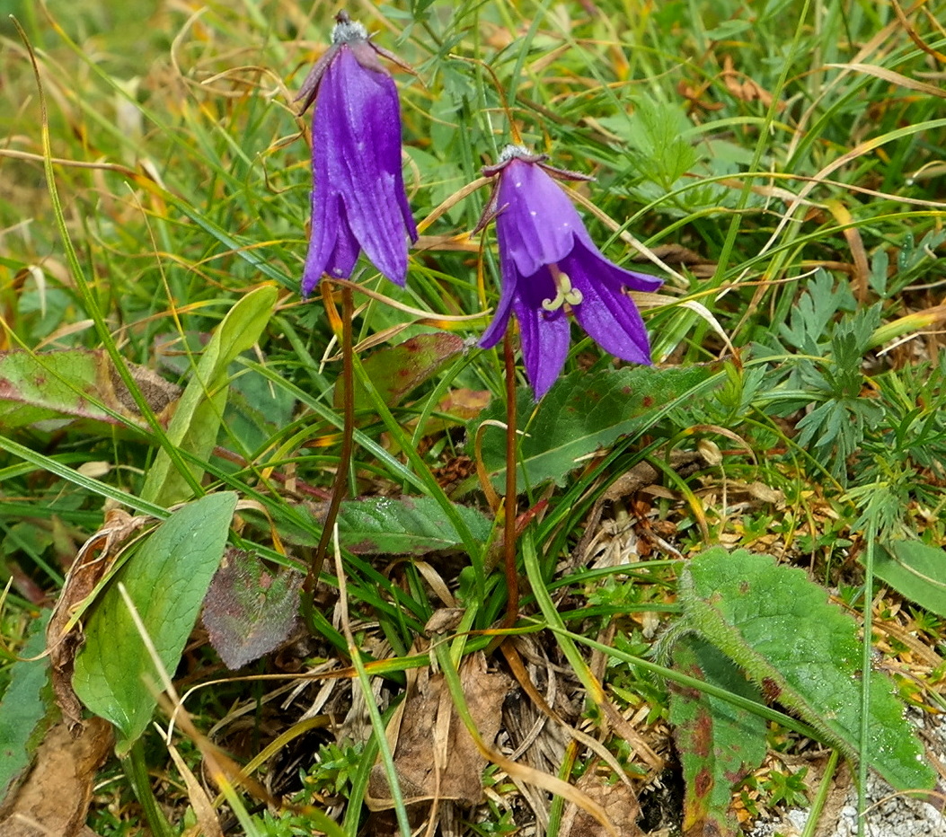 Изображение особи род Campanula.