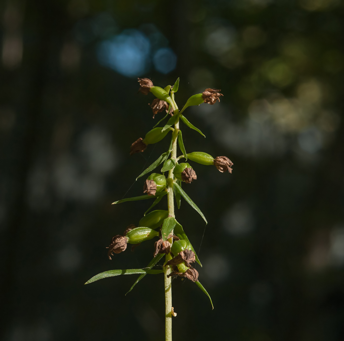 Изображение особи Epipactis helleborine.