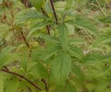 Eupatorium cannabinum. Части побегов с листьями. Тверская обл., г. Тверь, Заволжский р-н, мкр-н Соминка, берег р. Соминка, луг. 10 августа 2020 г.