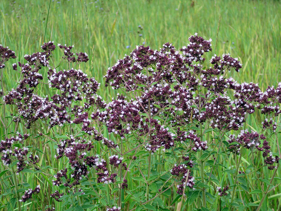 Изображение особи Origanum vulgare.