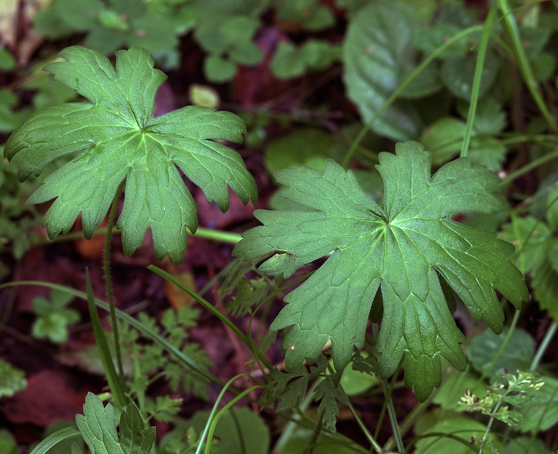 Изображение особи род Geranium.