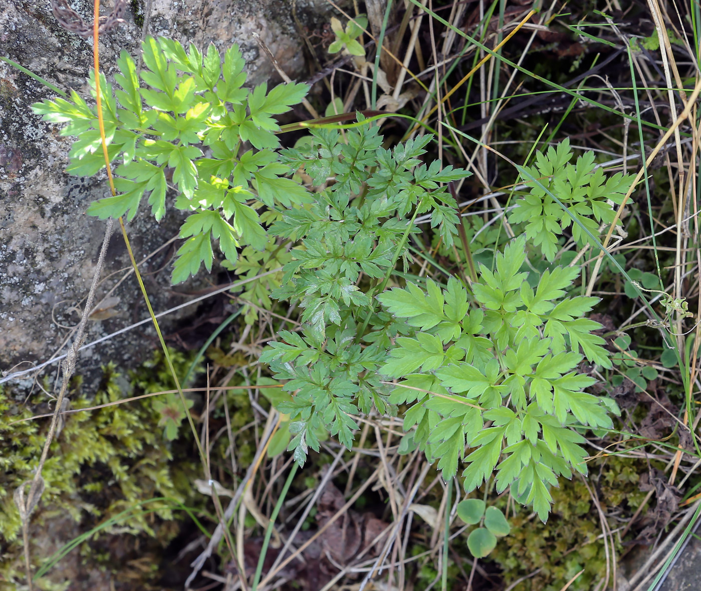 Image of familia Apiaceae specimen.