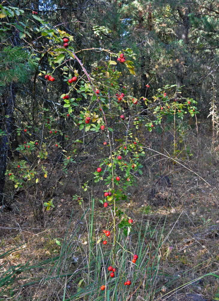 Image of genus Rosa specimen.