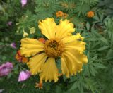 Tagetes erecta