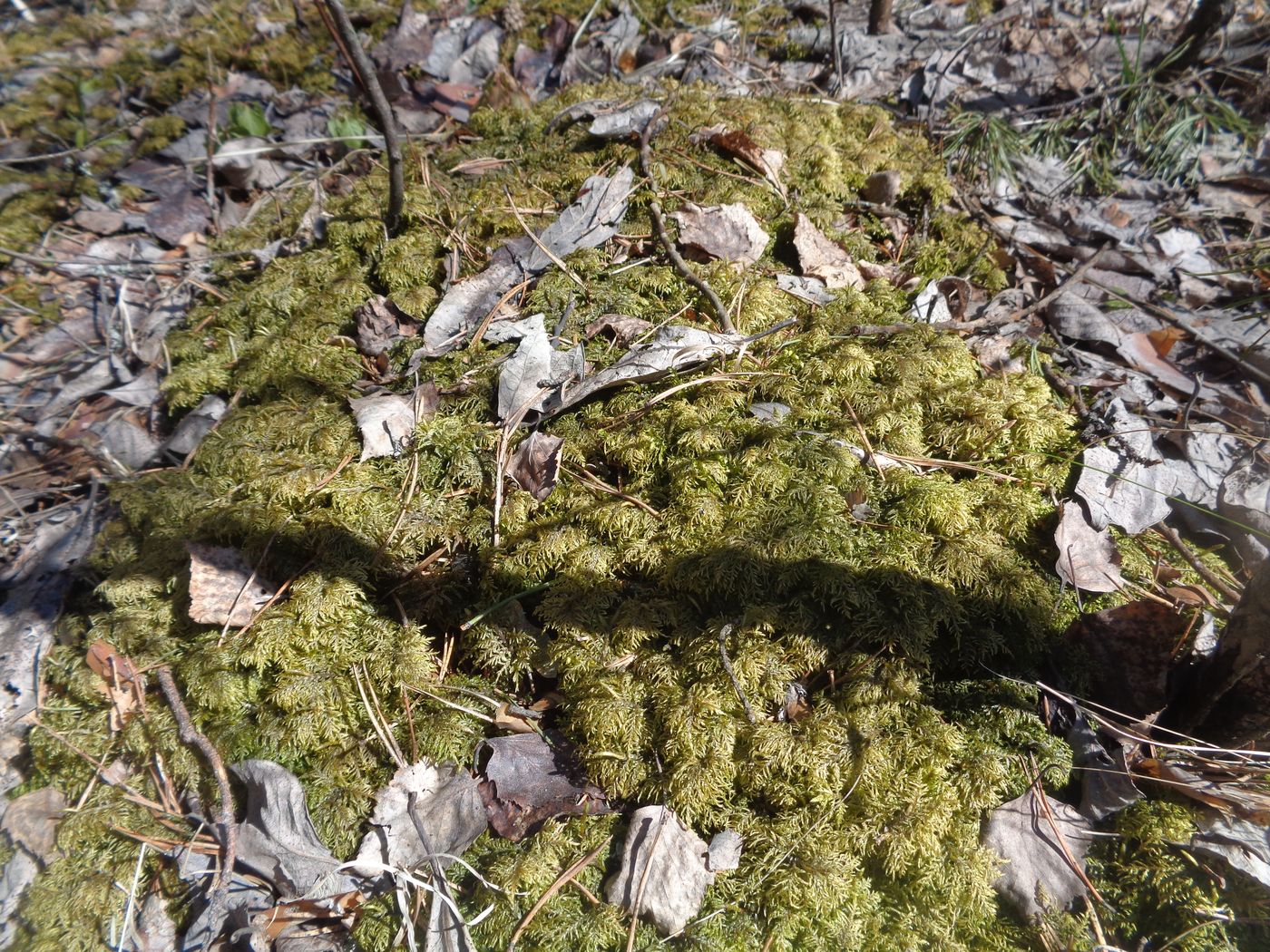 Image of Hylocomium splendens specimen.