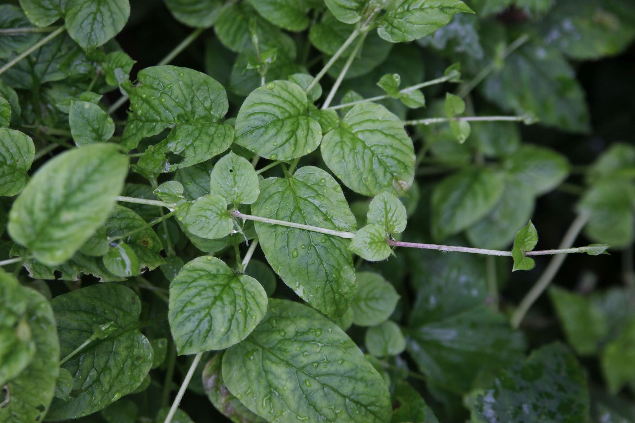 Изображение особи Stellaria nemorum.