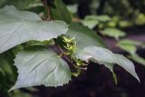 genus Philadelphus