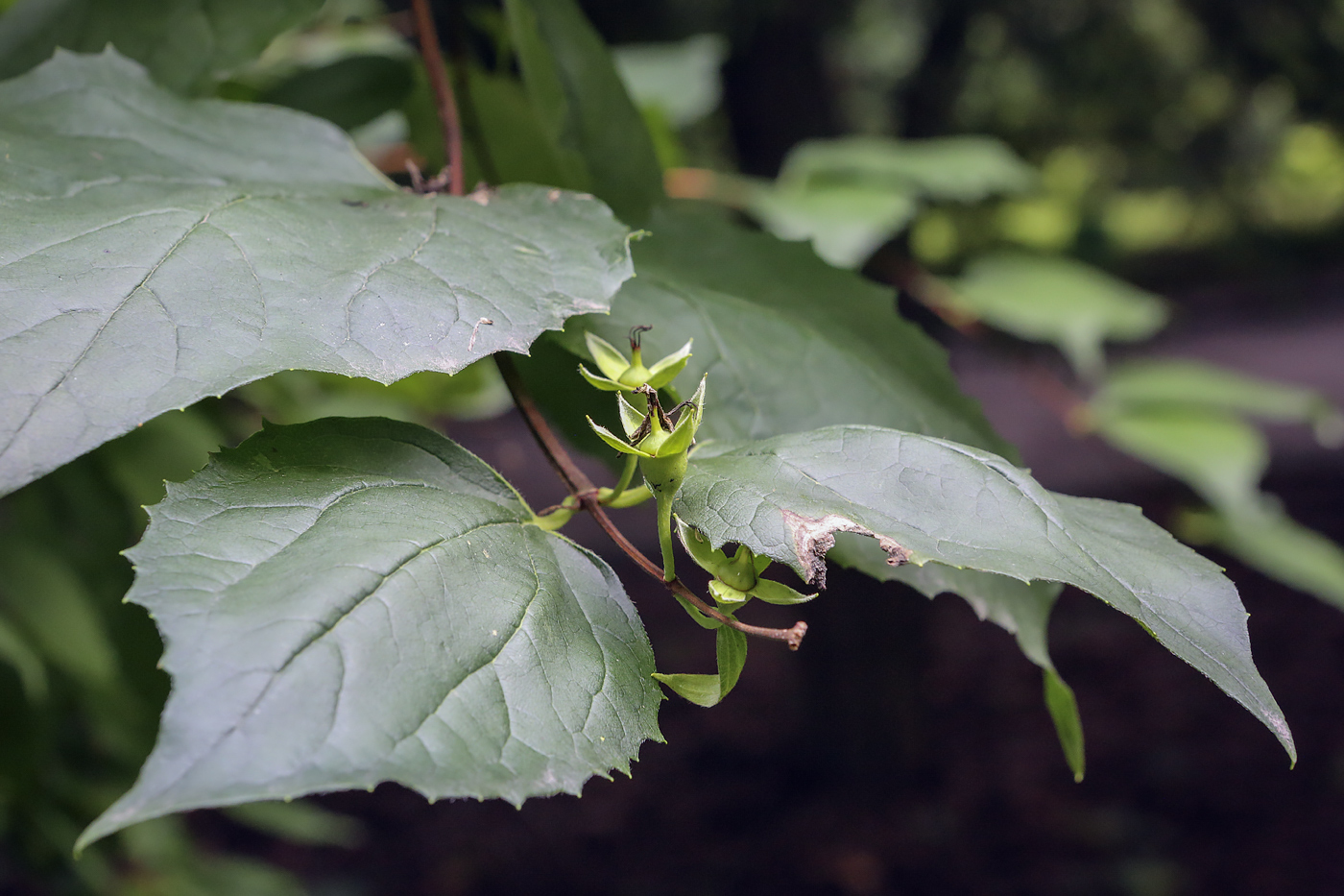 Изображение особи род Philadelphus.